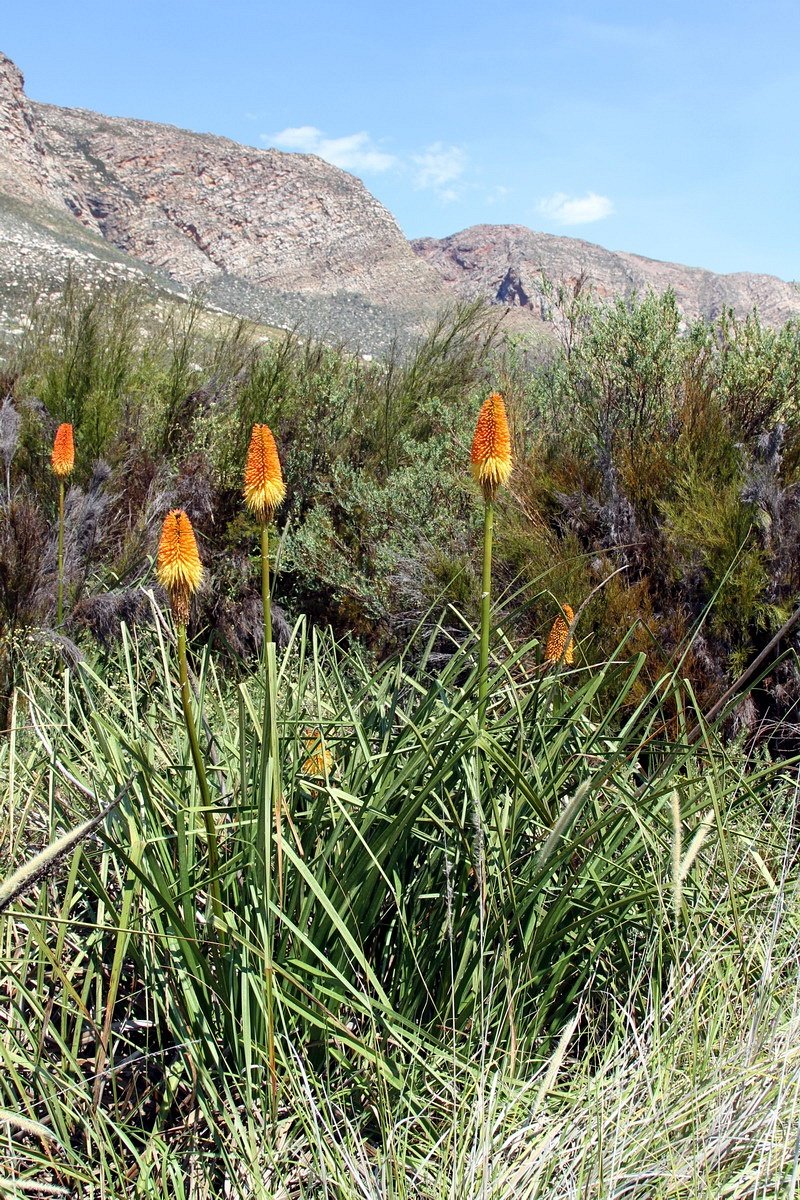 Kniphofia