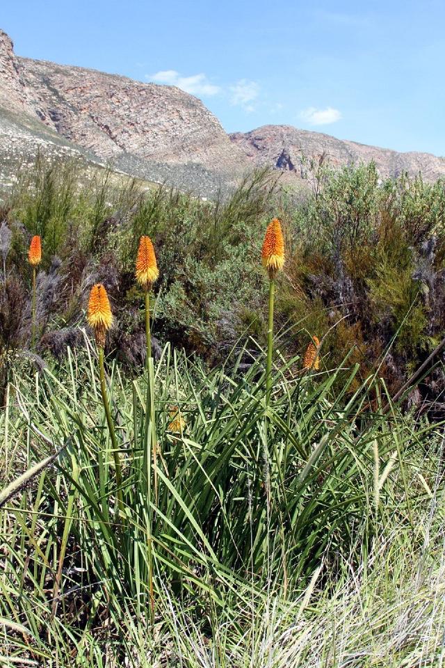 Kniphofia (Kniphofia uvaria) : plantation, floraison et entretien