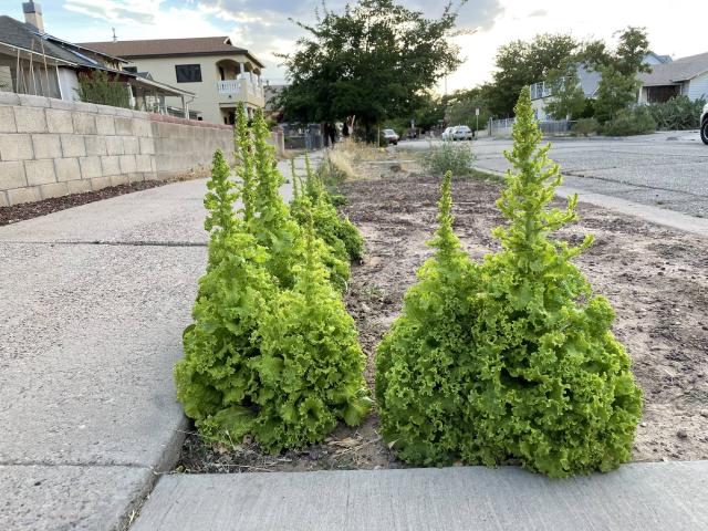 Laitue (Lactuca sativa) : semis, plantation et entretien