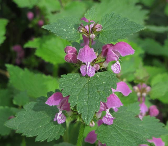 Lamier (Lamium maculatum) : plantation, entretien et contrôle