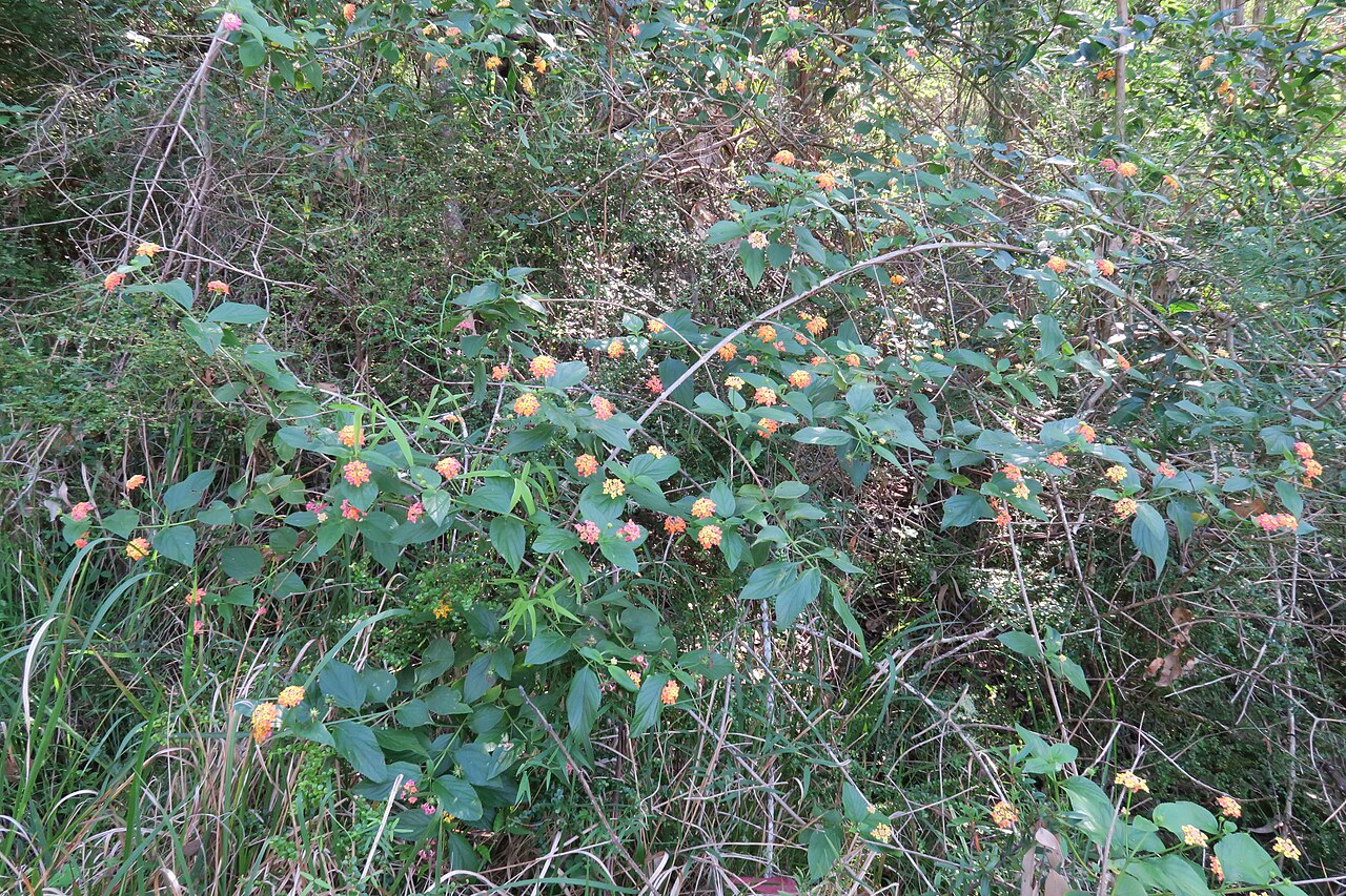 Lantana