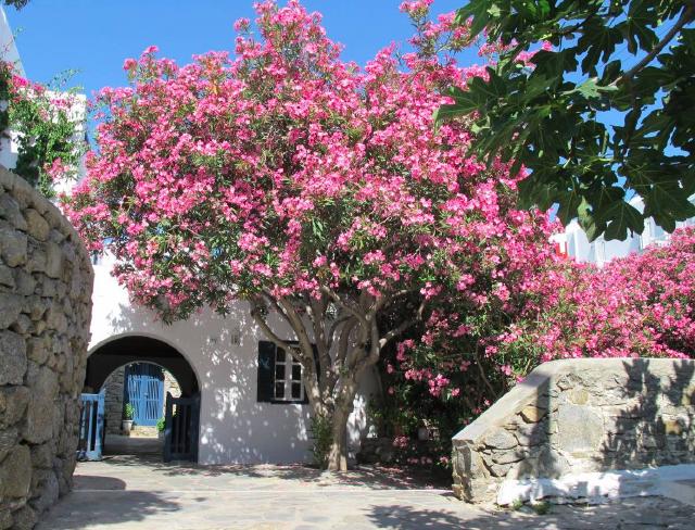 Laurier-rose (Nerium oleander) : plantation, taille et entretien
