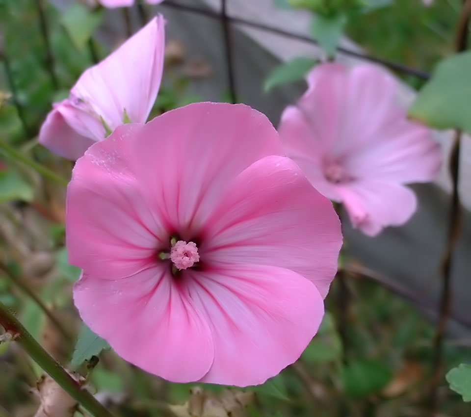 Lavatère annuelle
