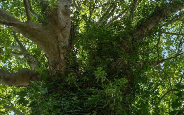 Lierre (Hedera helix) : plantation, taille et entretien