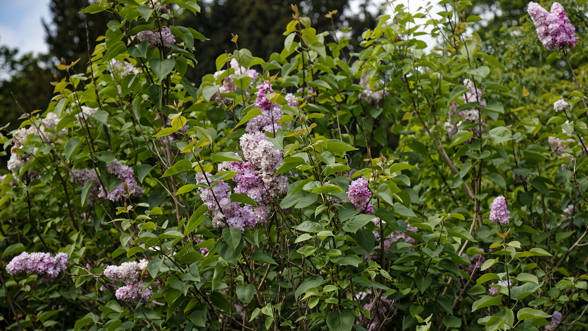 Lilas