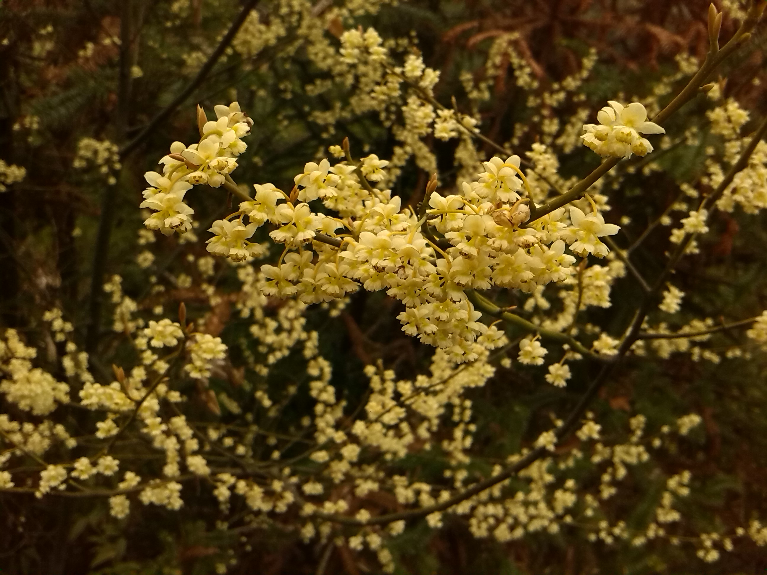 Litsea cubeba : guide complet