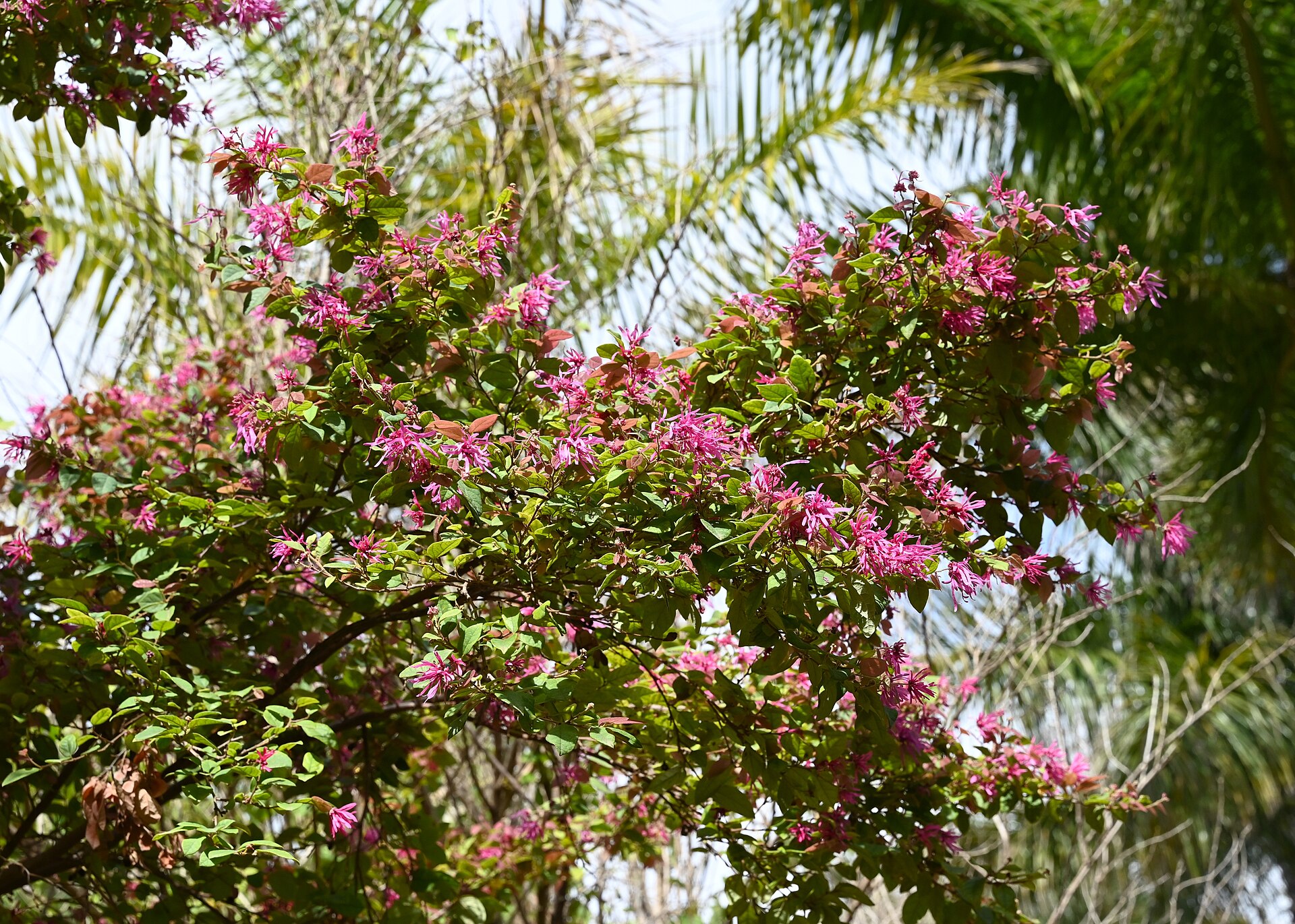 Loropetalum