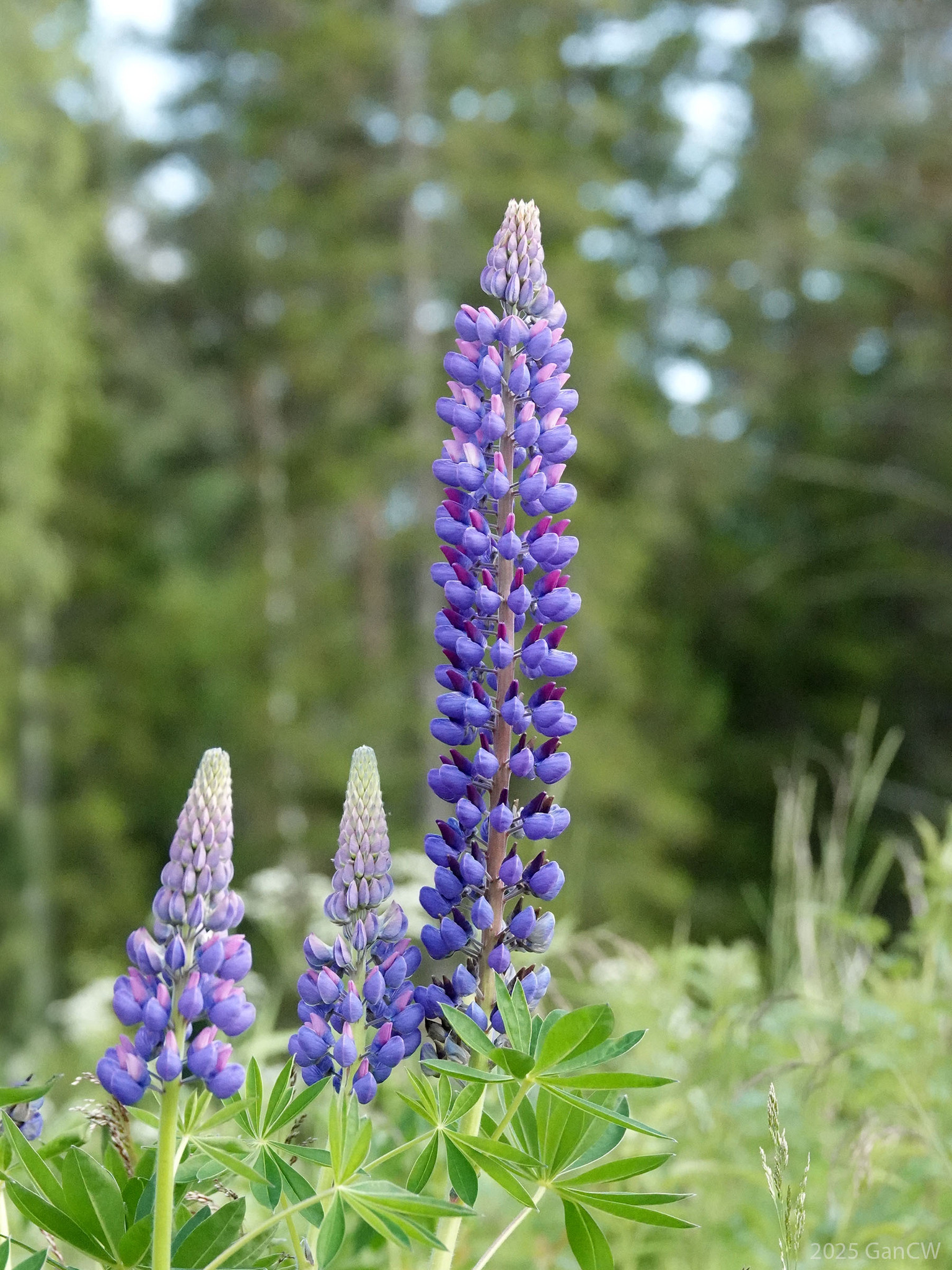 Lupin