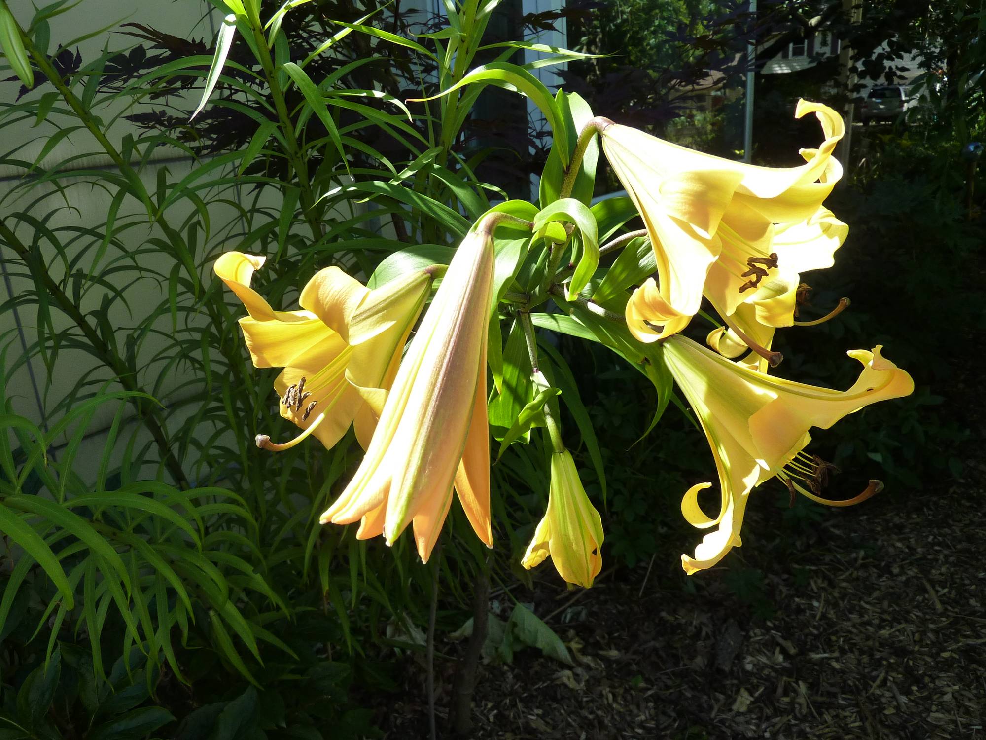 Lys