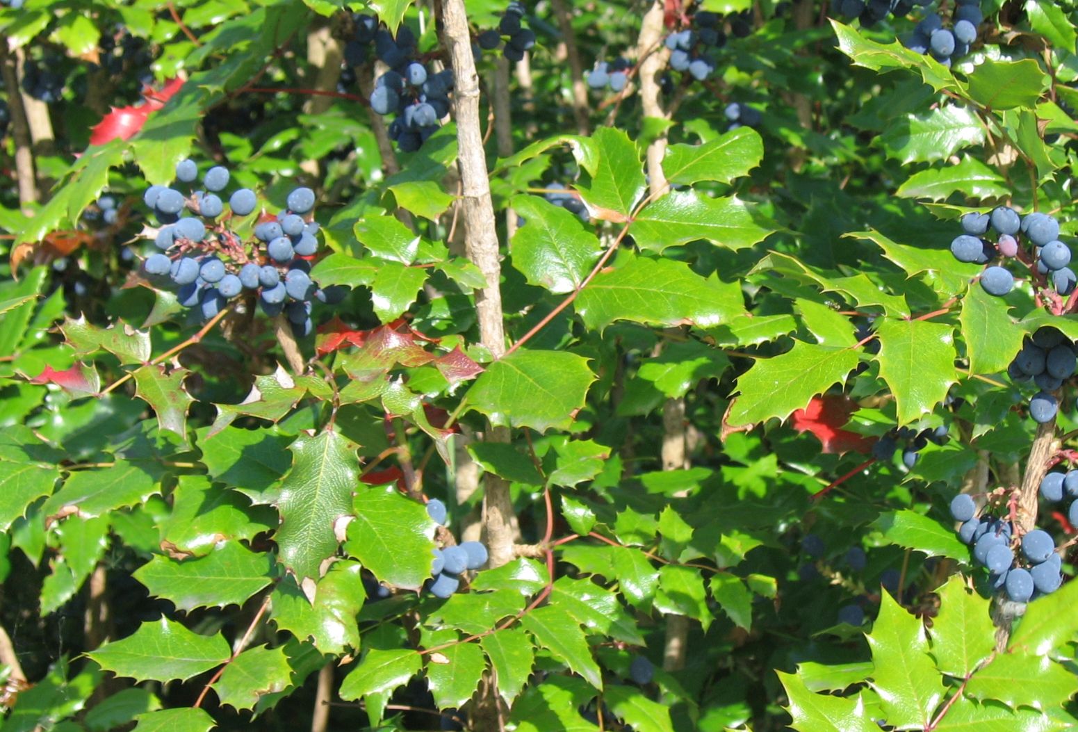 Mahonia