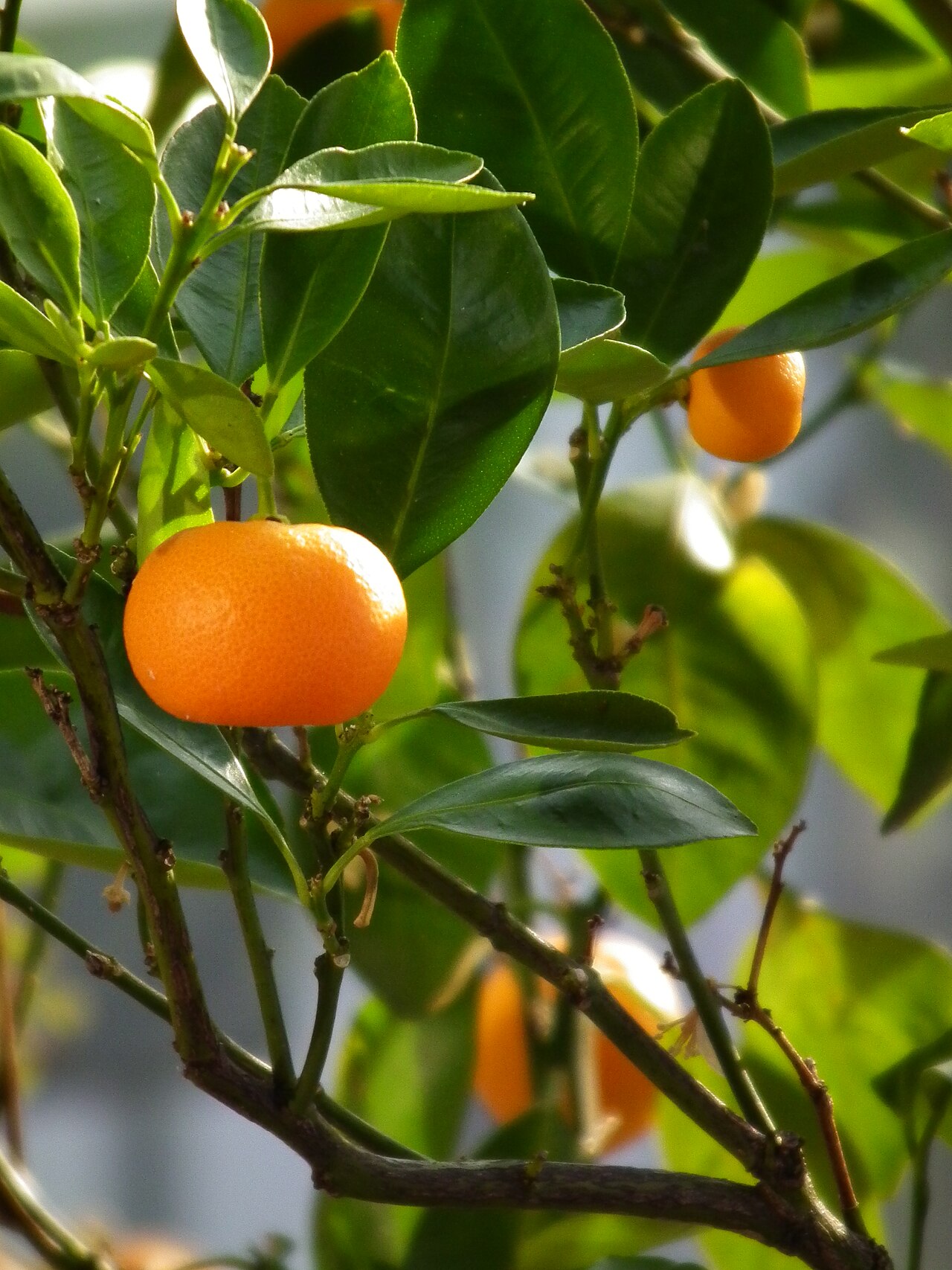 Mandarinier