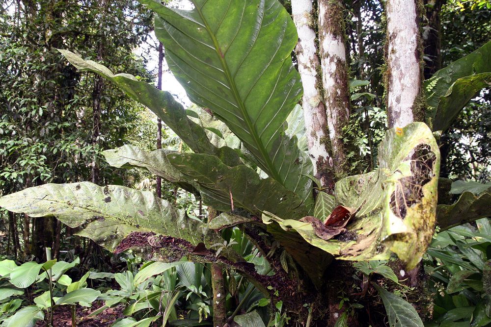 Maranta