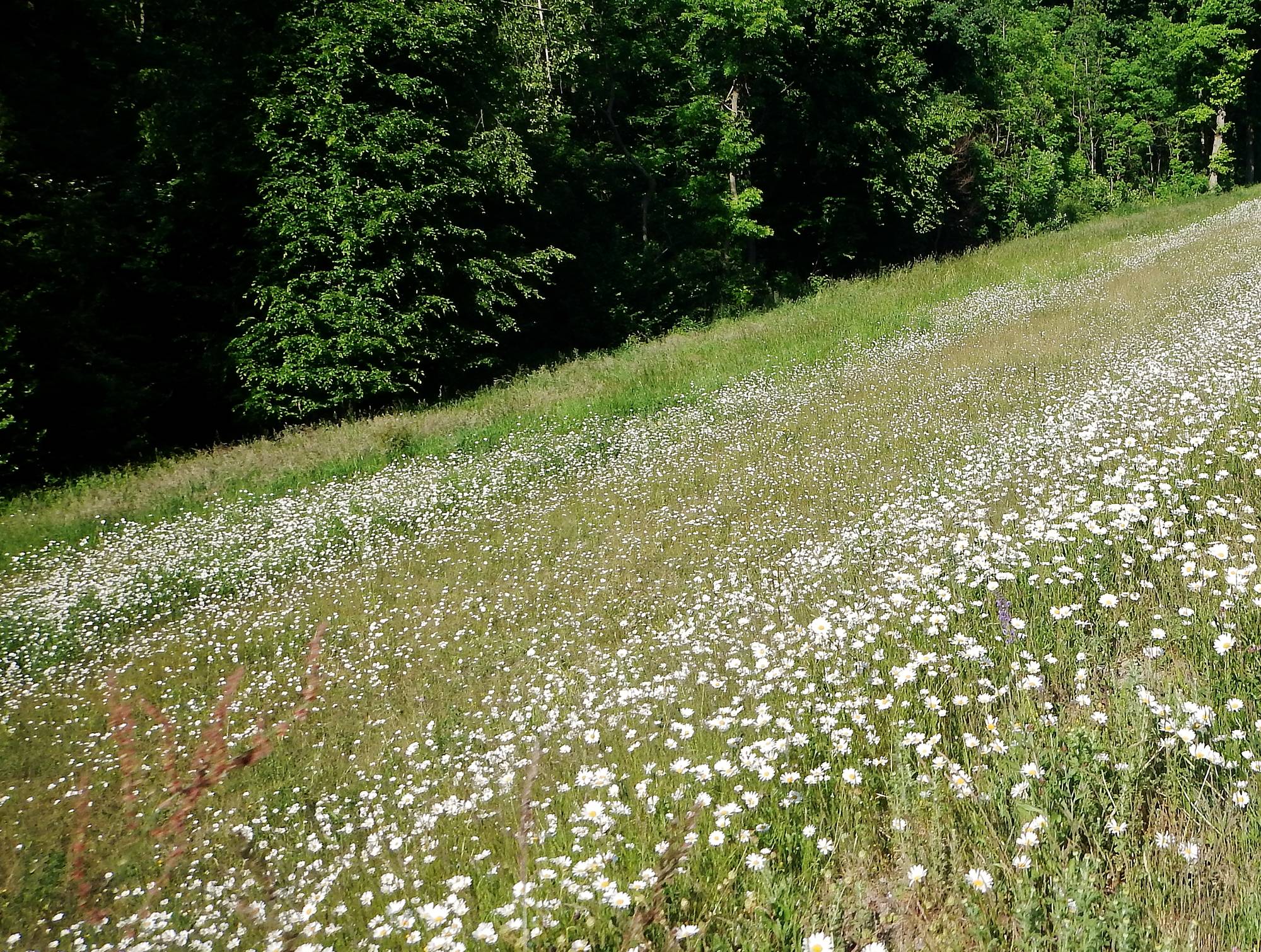 Marguerite