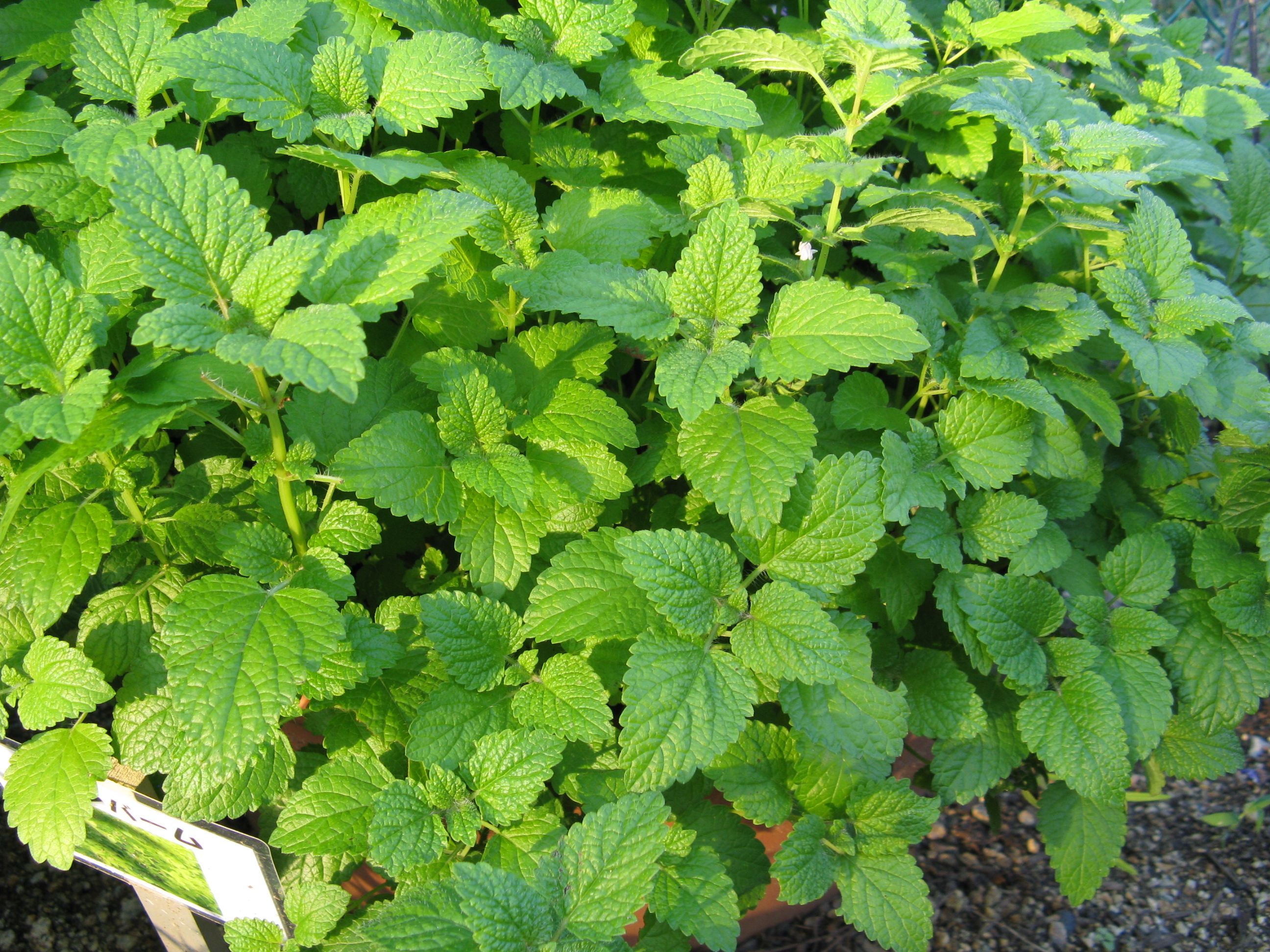 Mélisse officinale