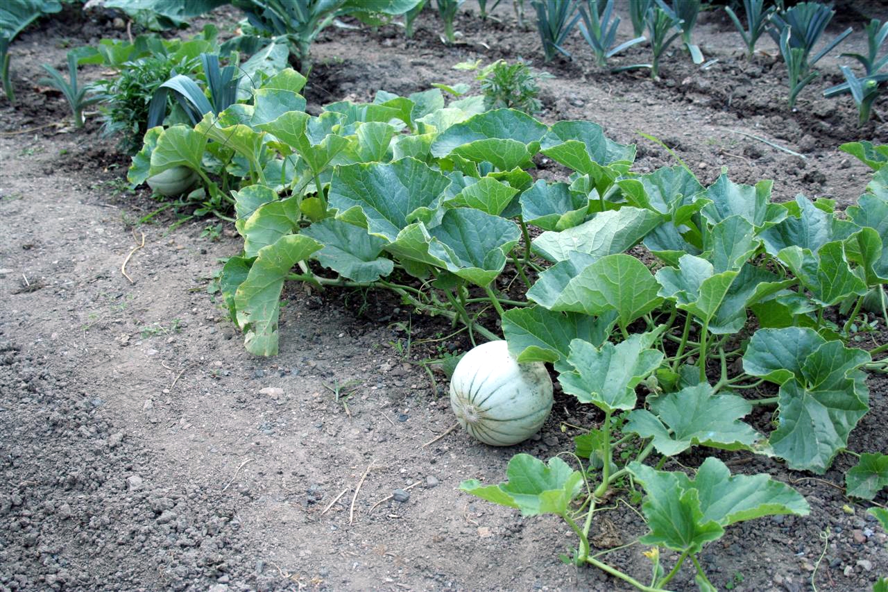 Melon