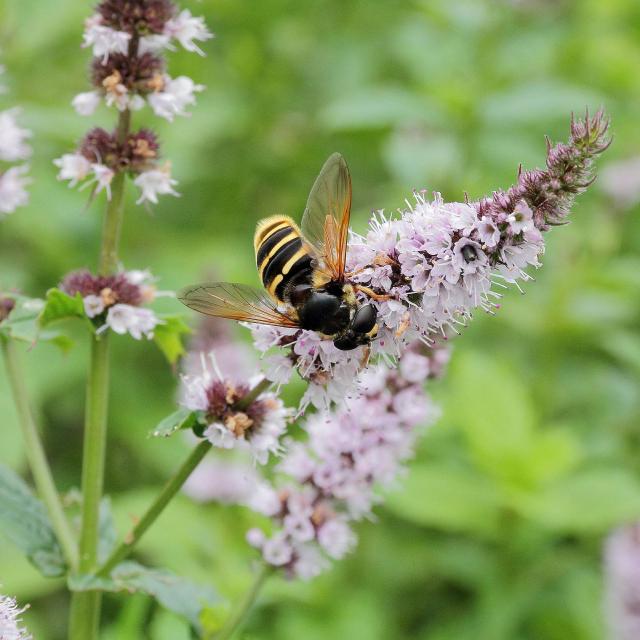 Menthe (Mentha spicata) : plantation, entretien et récolte