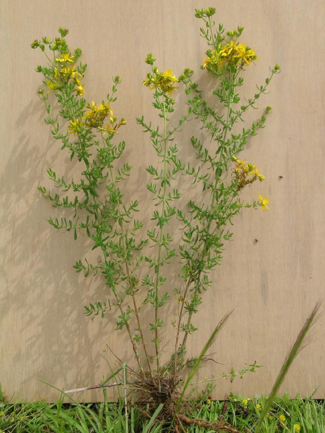 Millepertuis perforé (Hypericum perforatum) : culture, entretien et précautions