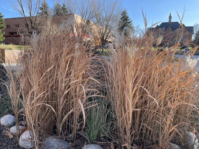 Miscanthus (Miscanthus sinensis) : plantation, taille et entretien