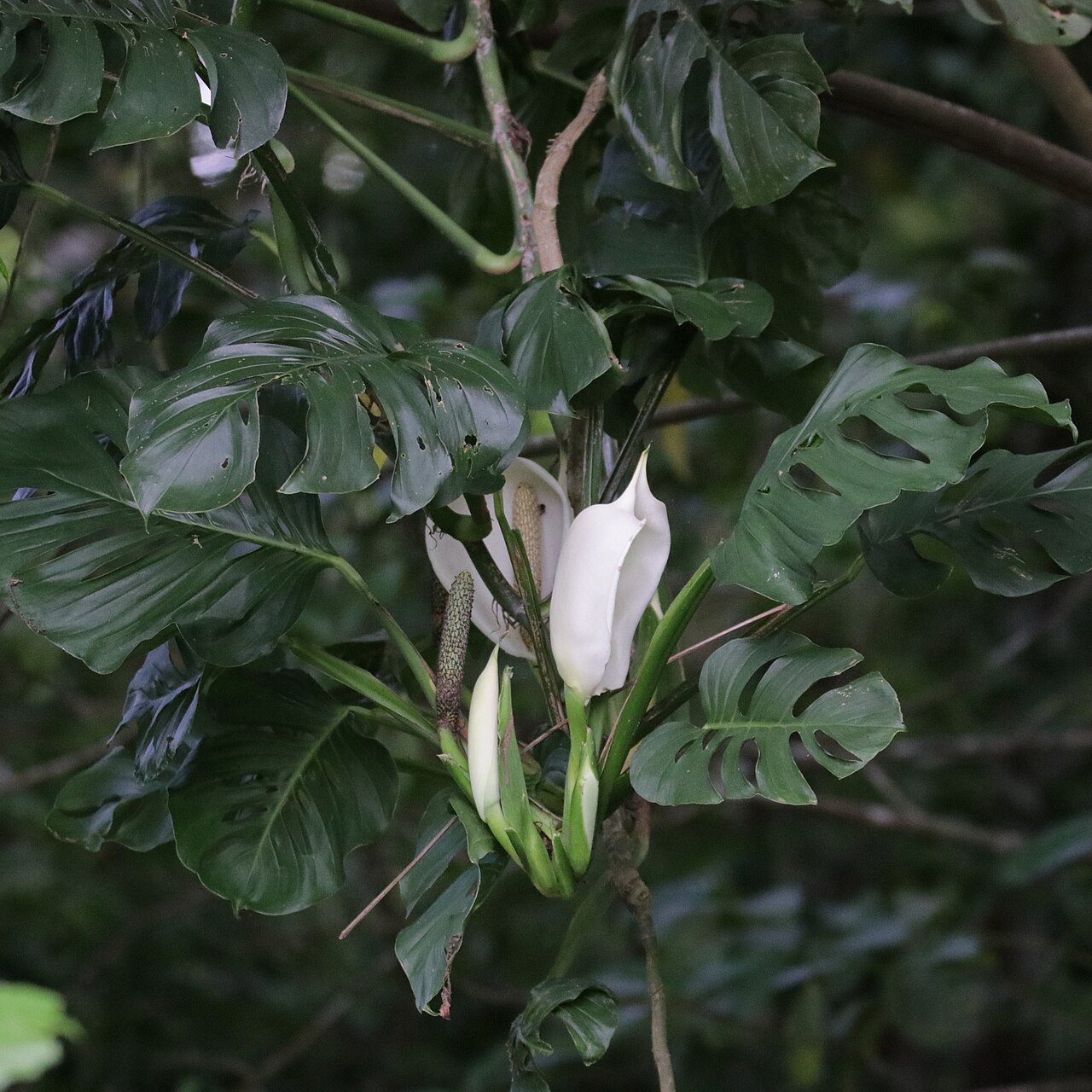 Monstera adansonii