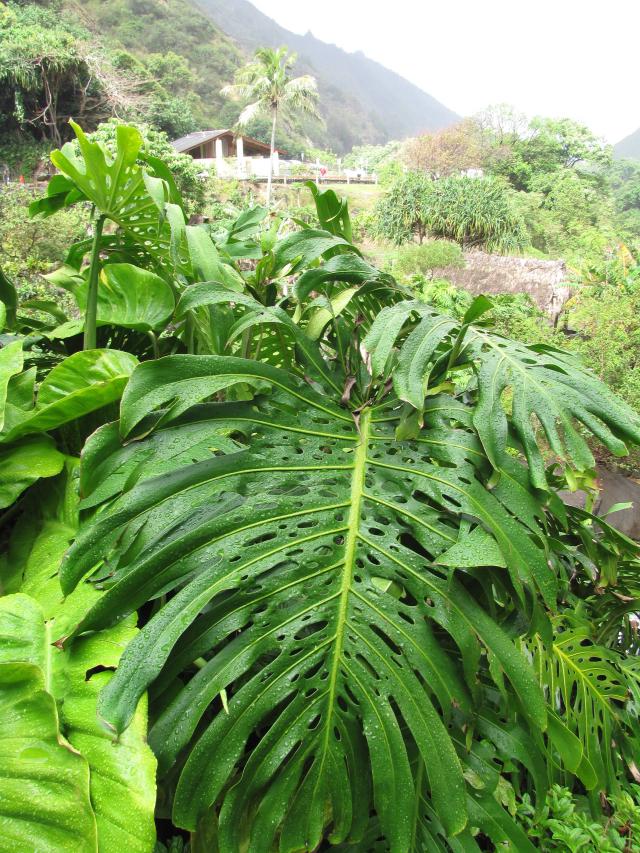 Monstera borsigiana : variété distincte ou synonyme de deliciosa