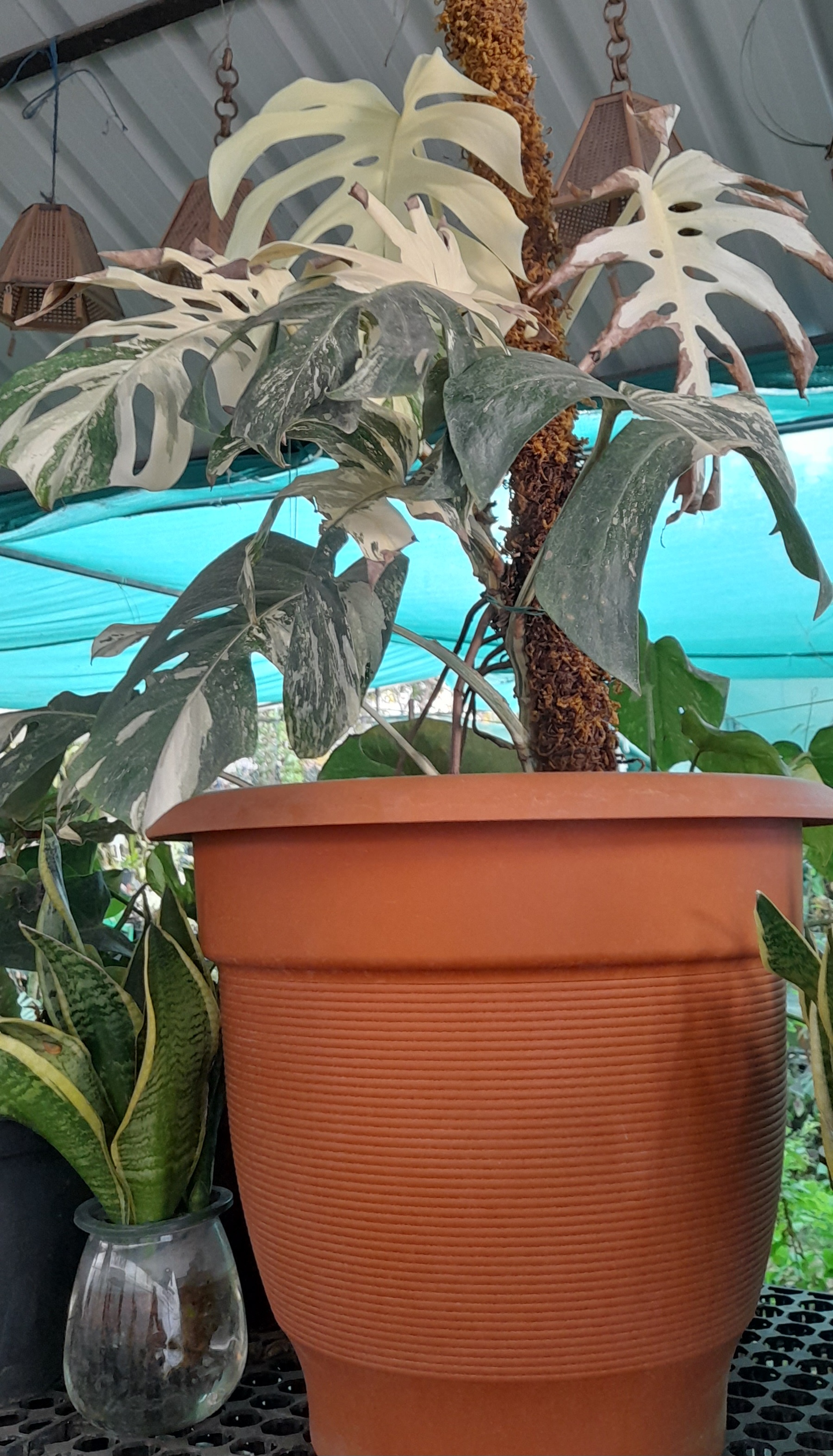 Monstera Thai Constellation