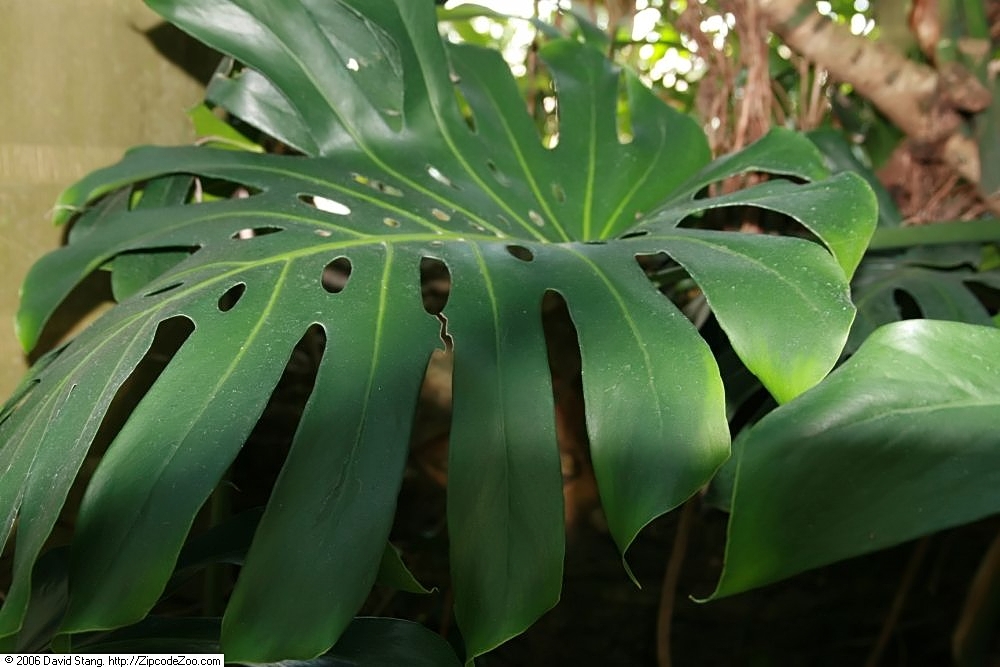 Monstera deliciosa