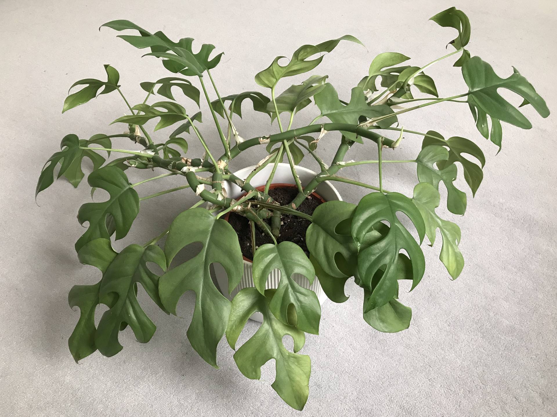 Monstera minima