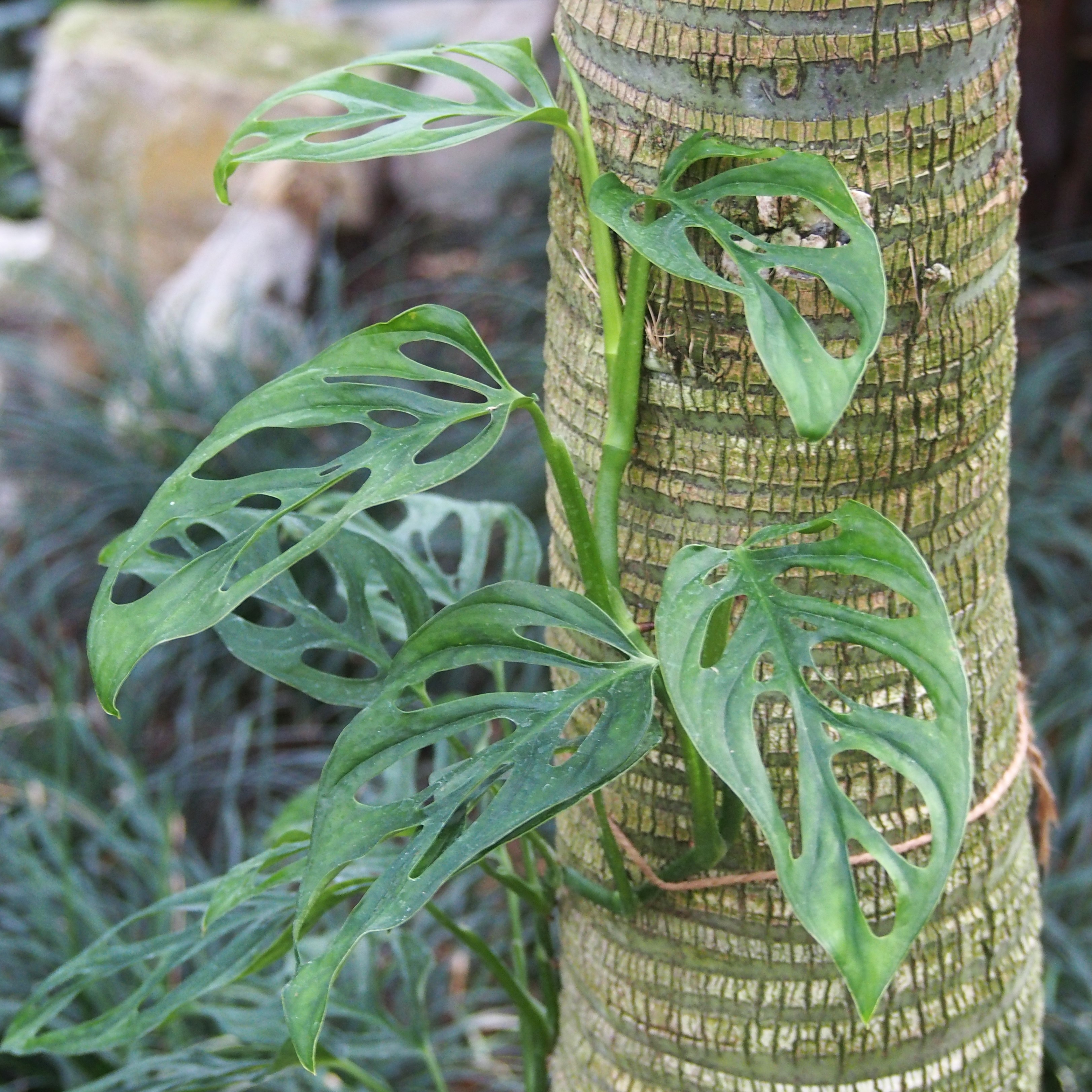 Monstera obliqua