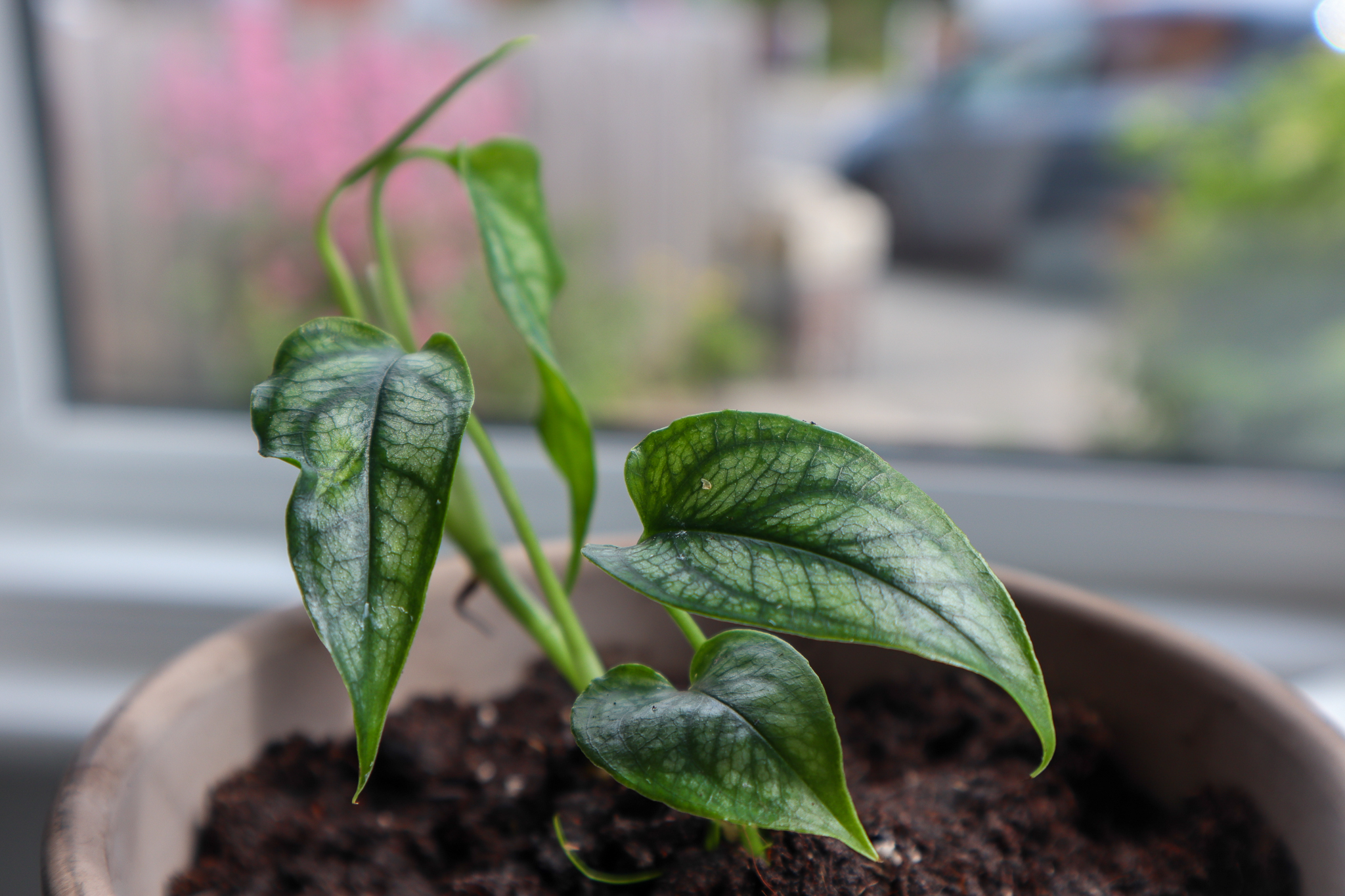 Monstera siltepecana