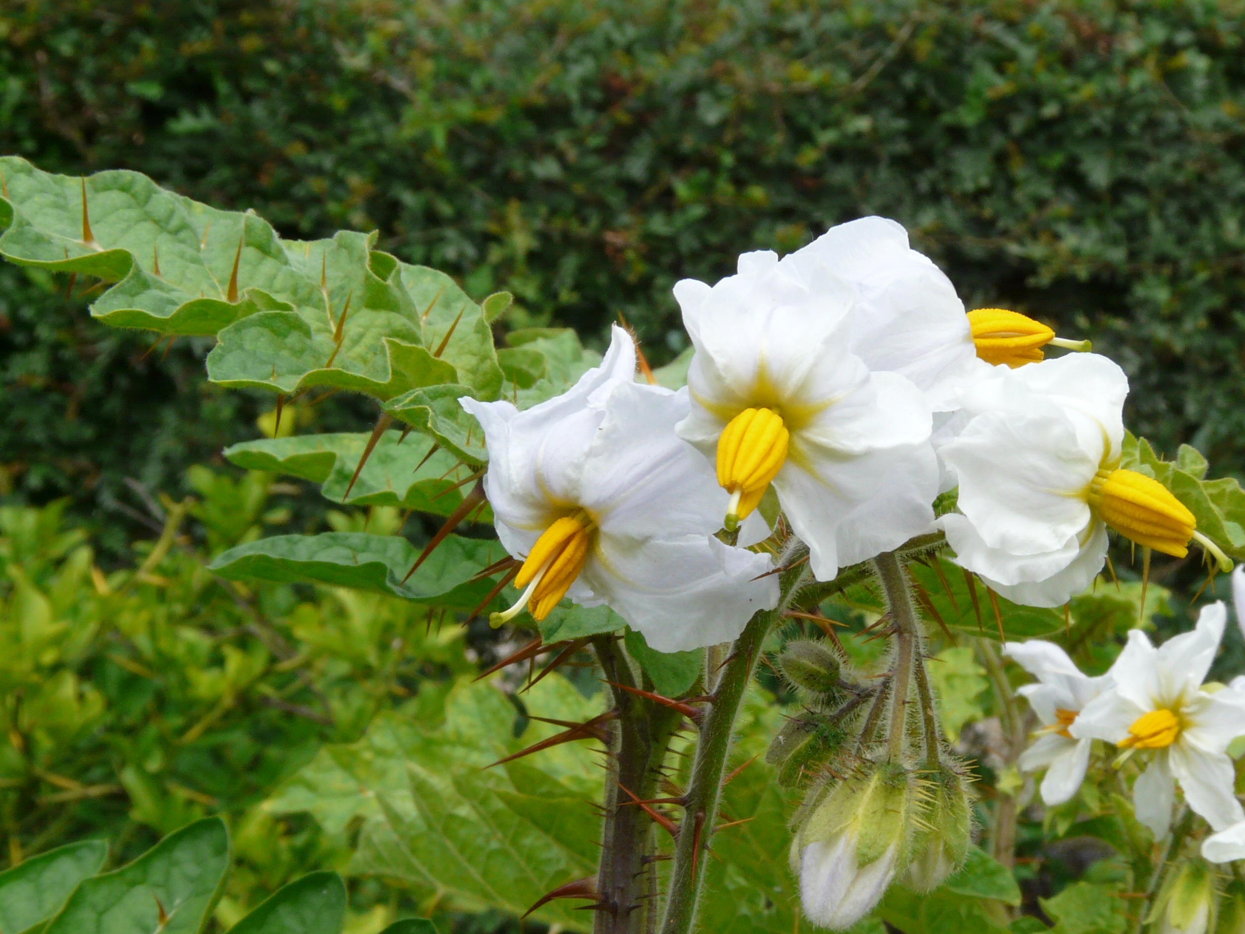 Morelle de Balbis