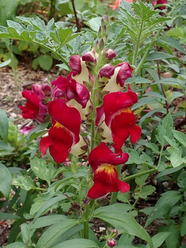 Muflier (Antirrhinum majus) : semis, plantation et entretien