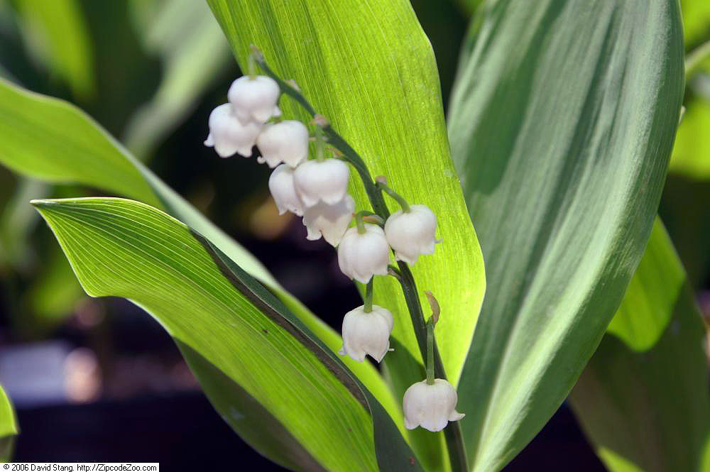 Muguet