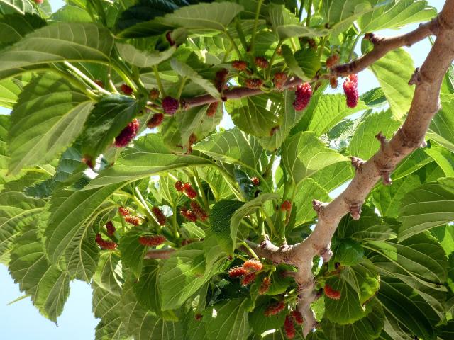 Mûrier platane (Morus kagayamae) : plantation, taille et entretien