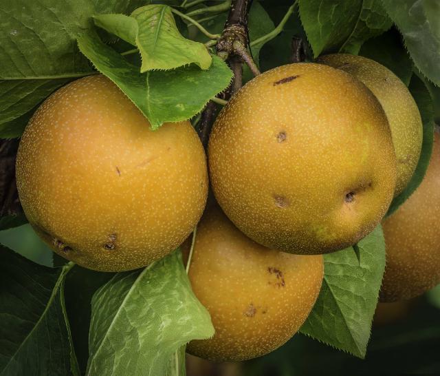 Nashi (Pyrus pyrifolia) : plantation, entretien, taille et récolte