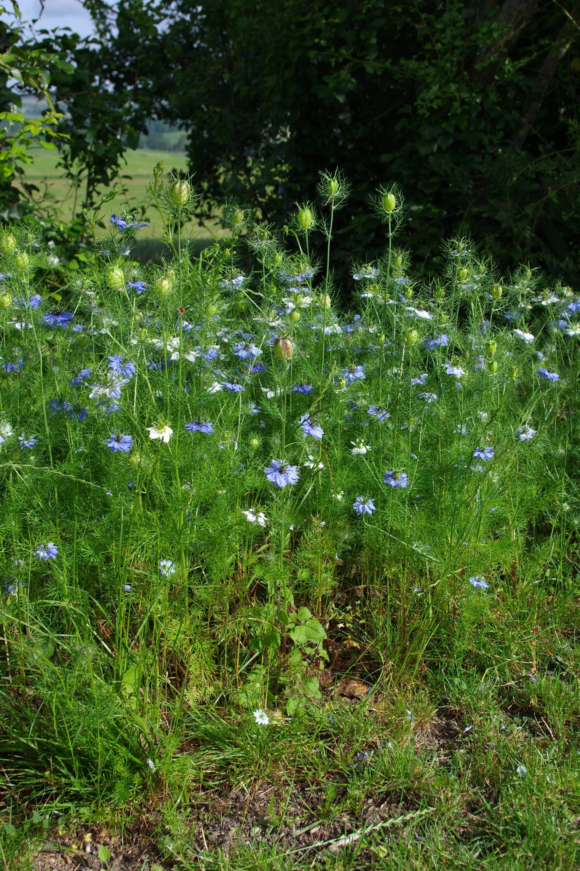 Nigelle de Damas