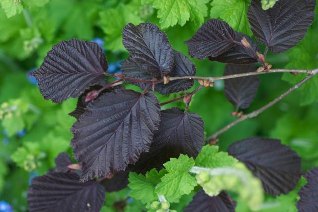 Noisetier pourpre (Corylus maxima 'Purpurea') : plantation, taille et entretien