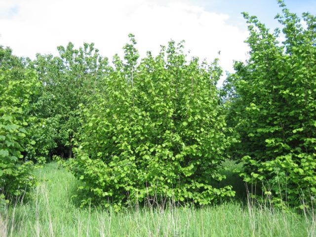 Noisetier (Corylus avellana) : plantation, taille et entretien