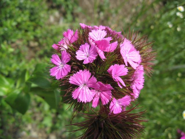 Œillet du poète (Dianthus barbatus) : semis, plantation et entretien