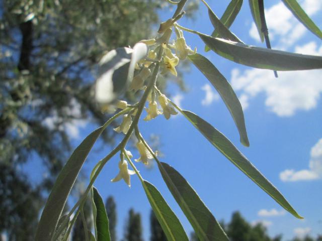 Olivier de Bohème (Elaeagnus angustifolia) : plantation, taille et entretien