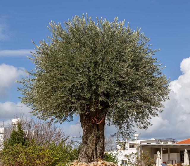Olivier (Olea europaea) : plantation, taille et entretien