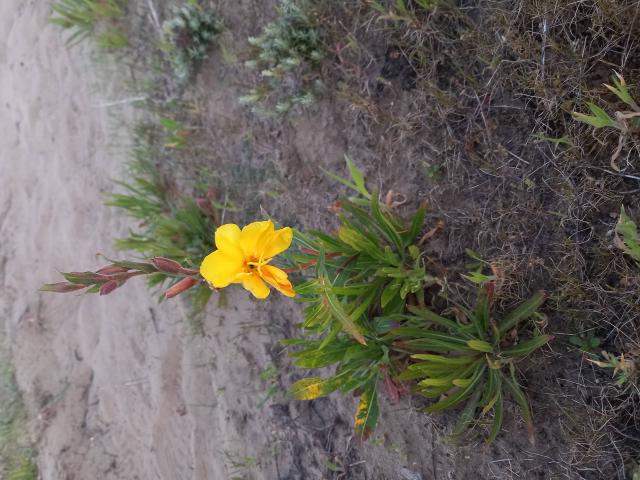 Onagre bisannuelle (Oenothera biennis) : semis, culture et gestion au jardin
