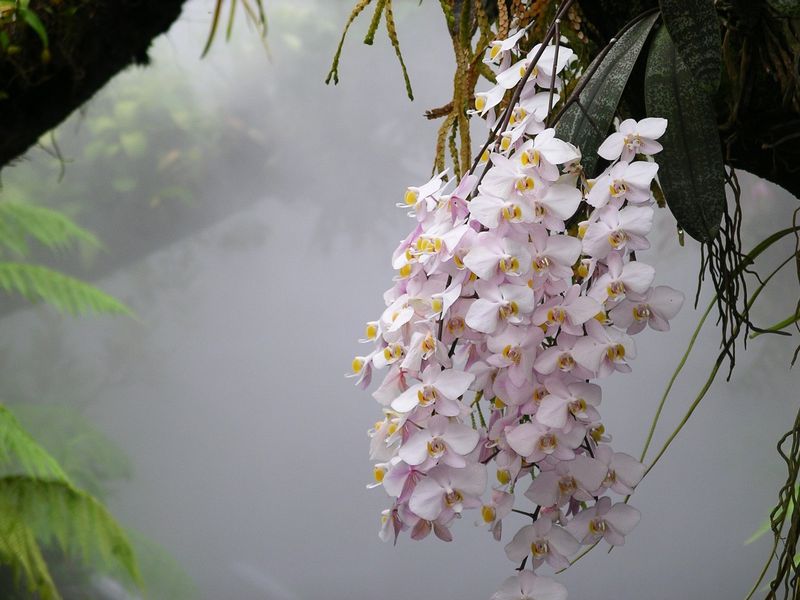 Orchidee phalaenopsis
