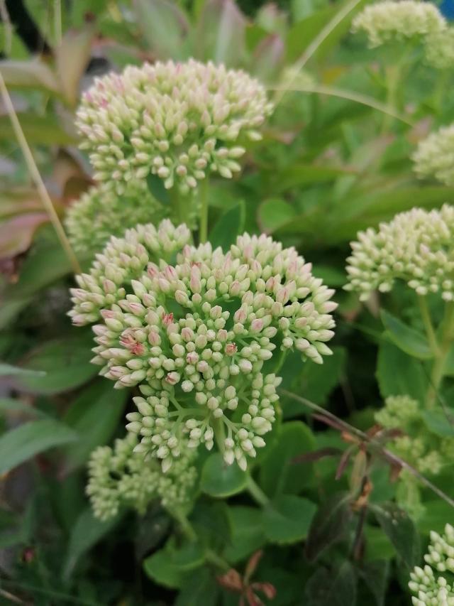 Orpin d'automne (Hylotelephium spectabile) : plantation, entretien et culture en pot