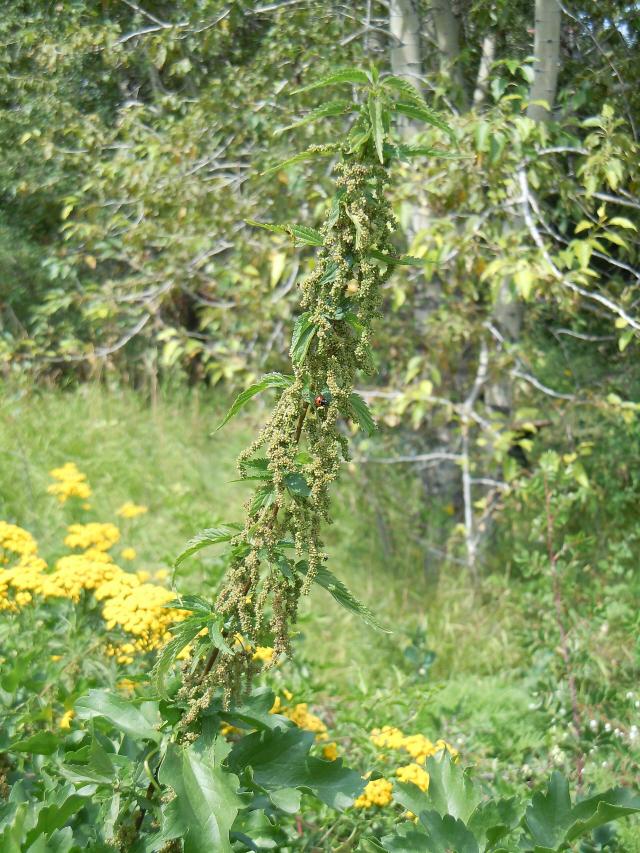 Ortie (Urtica dioica) : culture utile, récolte et gestion au jardin
