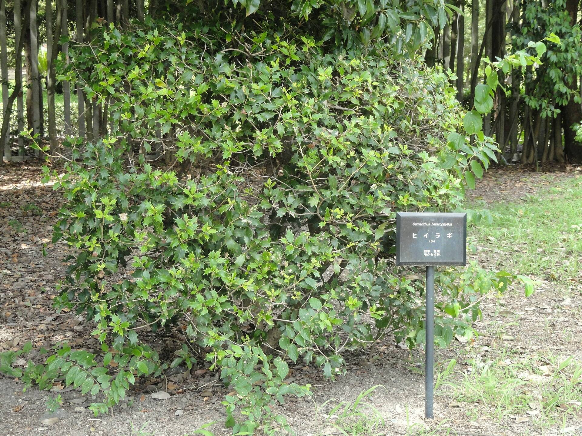 Osmanthe