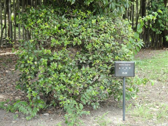 Osmanthe (Osmanthus heterophyllus) : plantation, taille et entretien