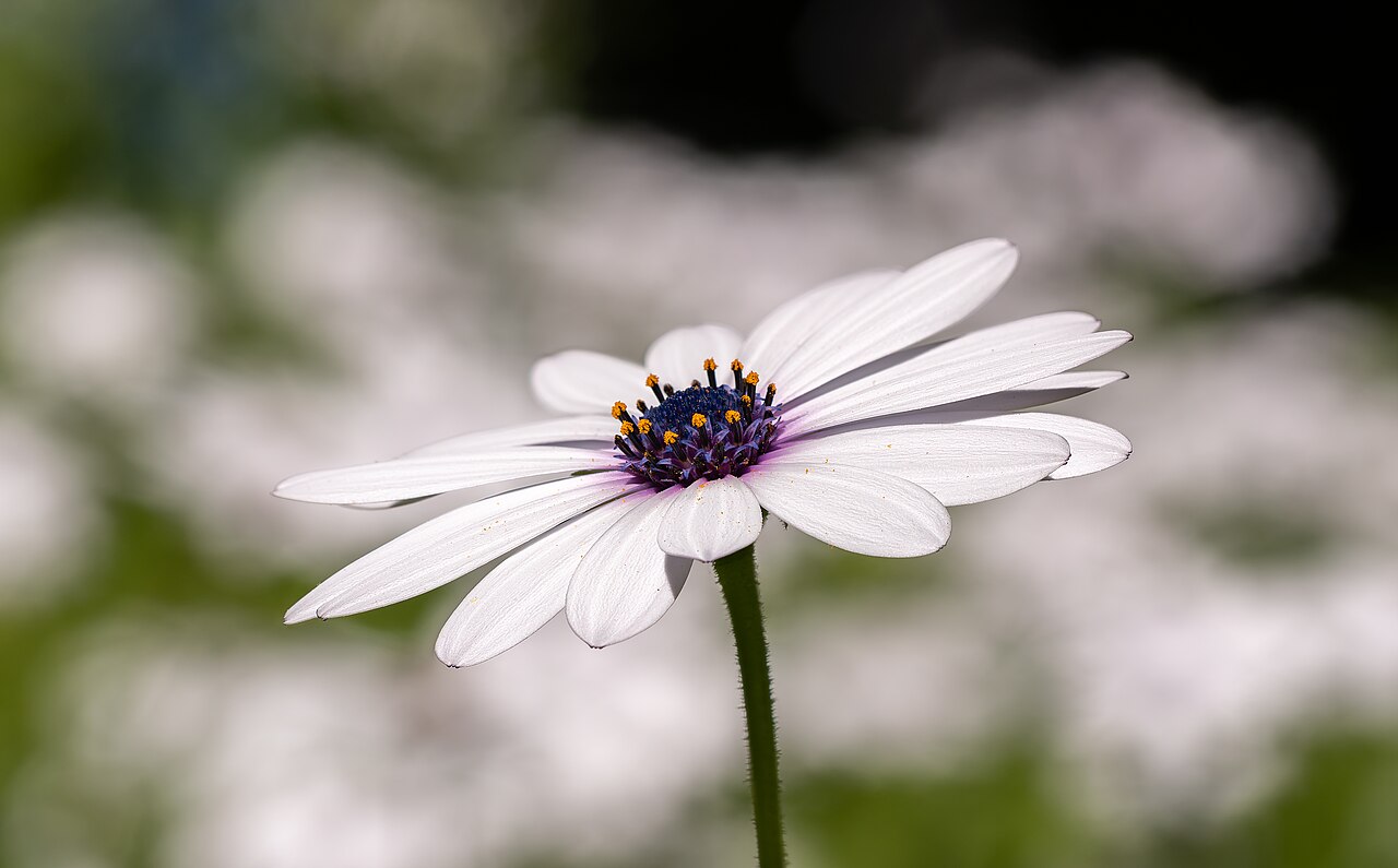 Osteospermum