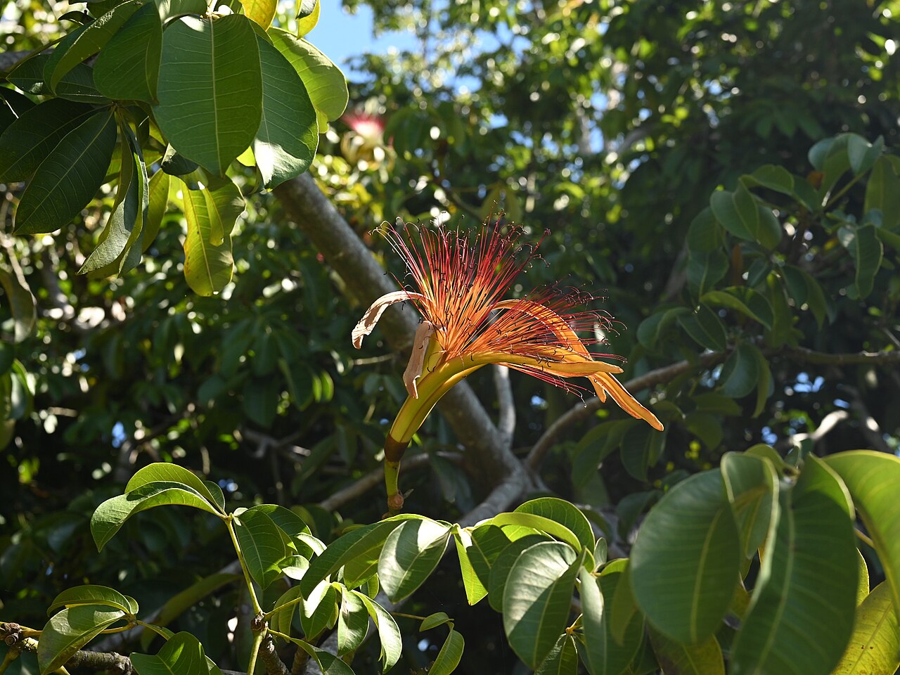 Pachira aquatica