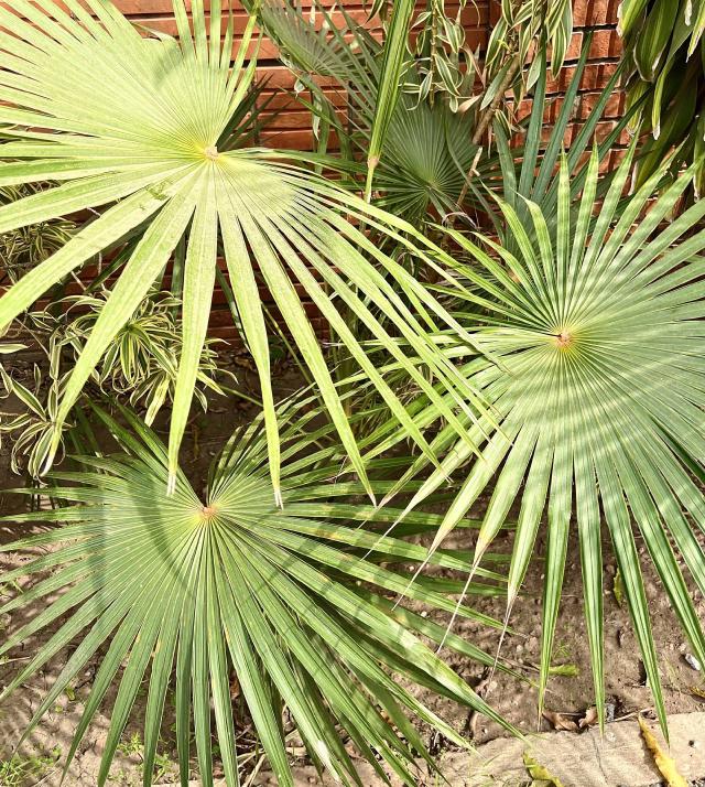 Palmier (Trachycarpus fortunei) : plantation, entretien et protection hivernale