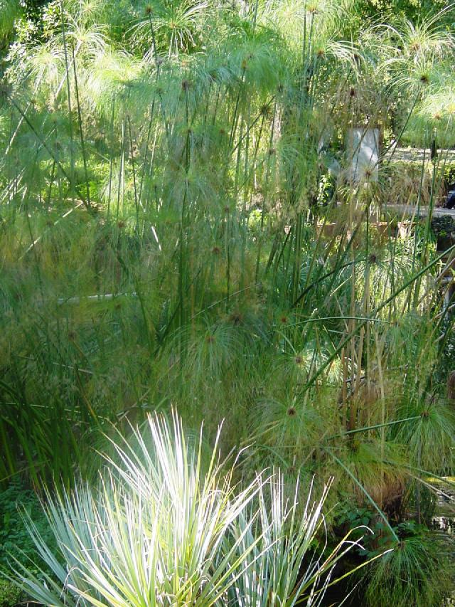 Papyrus (Cyperus papyrus) : culture, arrosage et hivernage